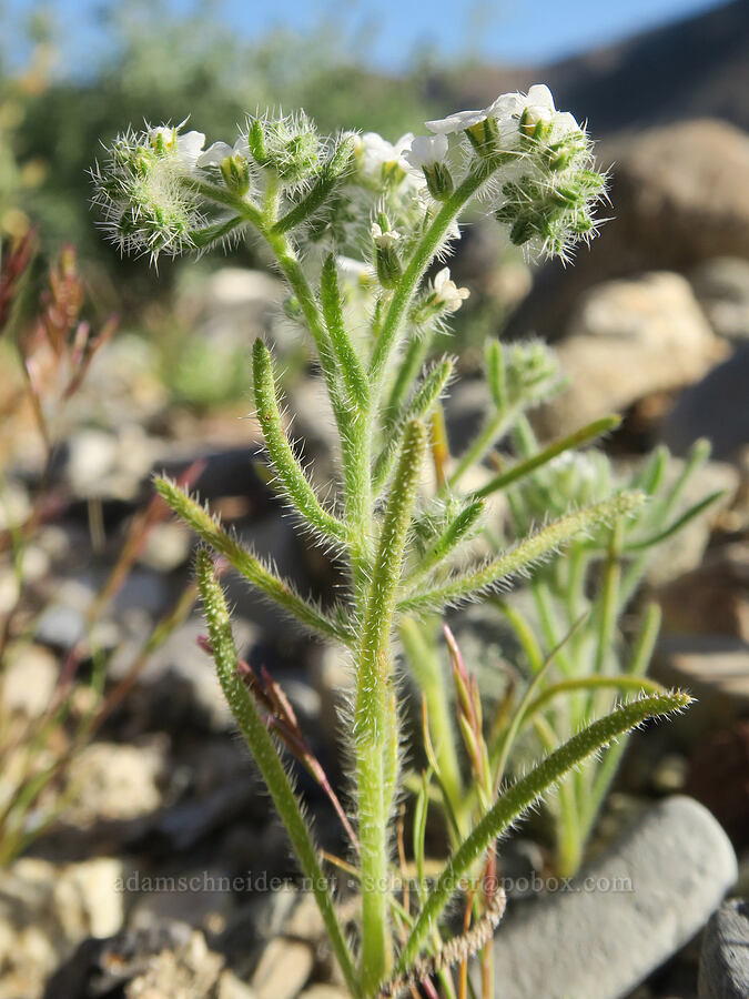 Panamint cryptantha (Johnstonella inaequata (Cryptantha inaequata)) [Darwin Wash, Death Valley National Park, Inyo County, California]