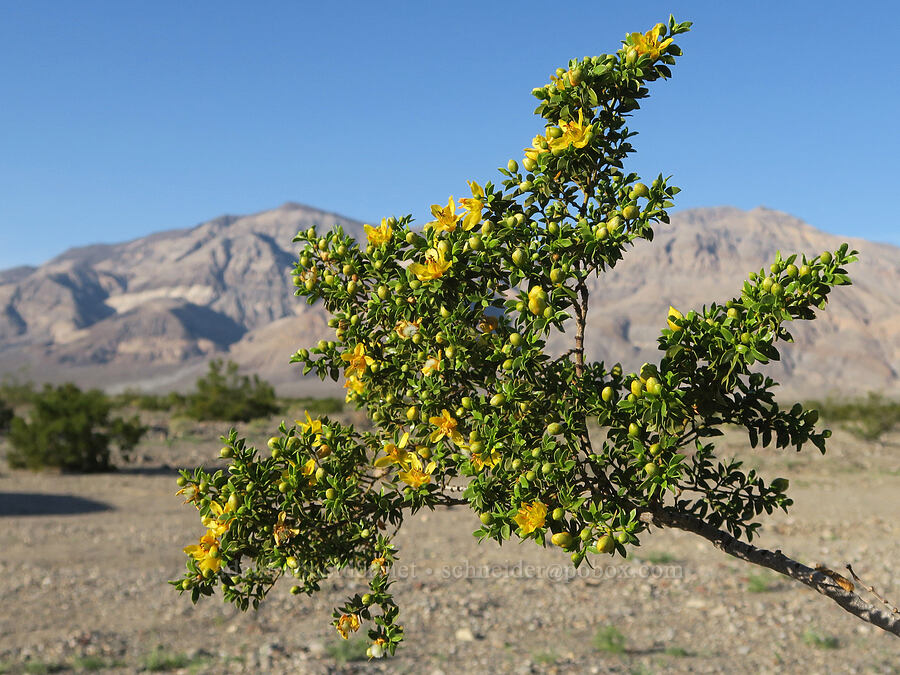 creosote bush (Larrea tridentata) [Lake Road, Death Valley National Park, Inyo County, California]