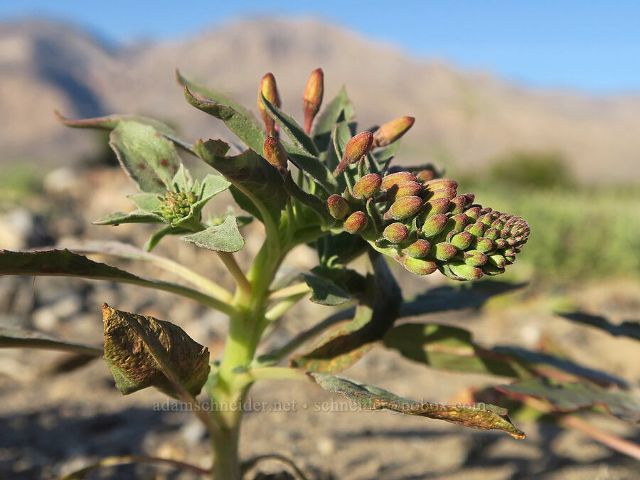 Booth's evening-primrose, budding (Eremothera boothii (Camissonia boothii)) [Lake Road, Death Valley National Park, Inyo County, California]