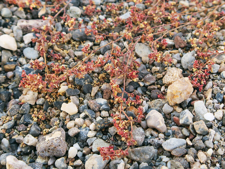 sand-mat (which?) (Chamaesyce sp. (Euphorbia sp.)) [Panamint Valley, Death Valley National Park, Inyo County, California]