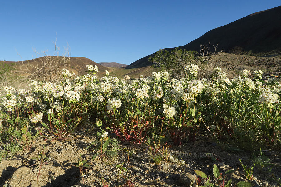 white brown-eyed evening-primrose (Chylismia claviformis (Camissonia claviformis)) [Old Toll Road, Death Valley National Park, Inyo County, California]