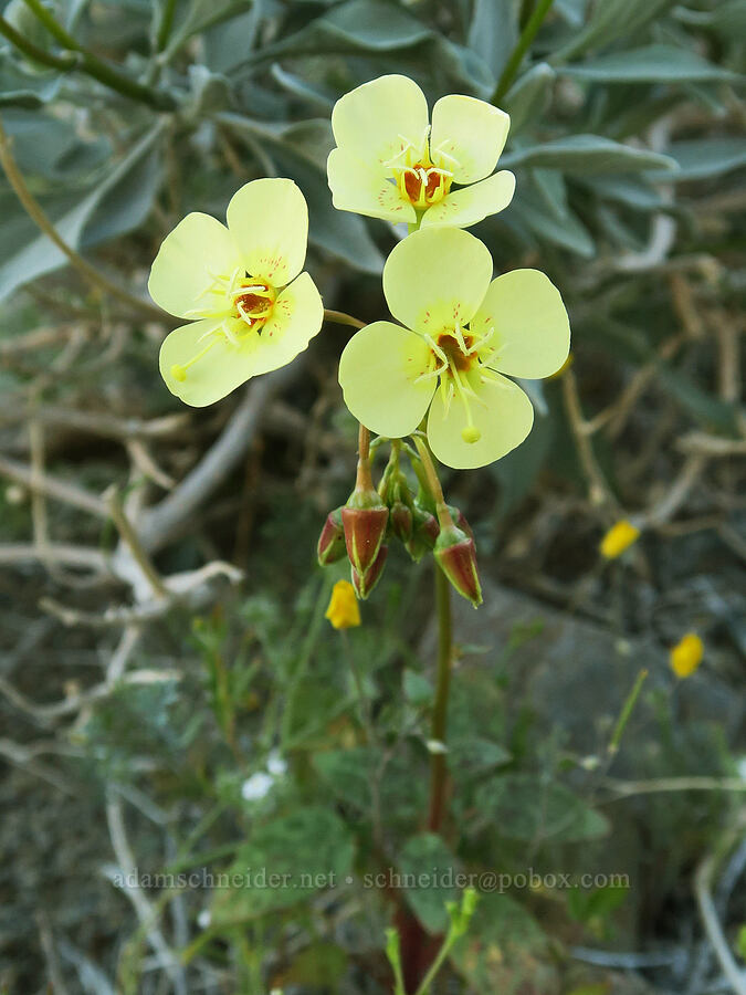 pale yellow brown-eyed evening-primrose (Chylismia claviformis (Camissonia claviformis)) [Old Toll Road, Death Valley National Park, Inyo County, California]