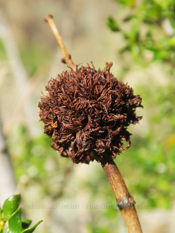 midge gall on creosote bush (Asphondylia auripila, Larrea tridentata) [Darwin Falls Trail, Death Valley National Park, Inyo County, California]