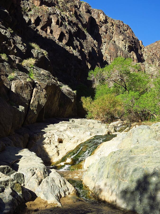 Darwin Creek [Darwin Falls Trail, Death Valley National Park, Inyo County, California]