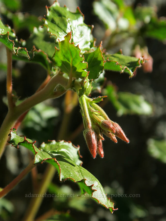 heart-leaf sun-cups, budding (Chylismia cardiophylla (Camissonia cardiophylla)) [Darwin Falls Trail, Death Valley National Park, Inyo County, California]