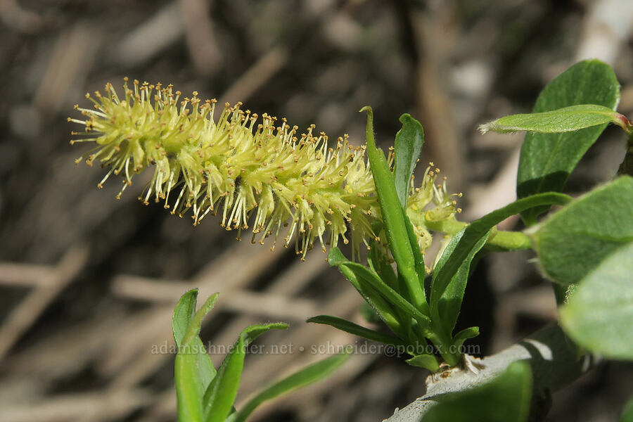 willow flowers (Salix sp.) [Darwin Falls Trail, Death Valley National Park, Inyo County, California]