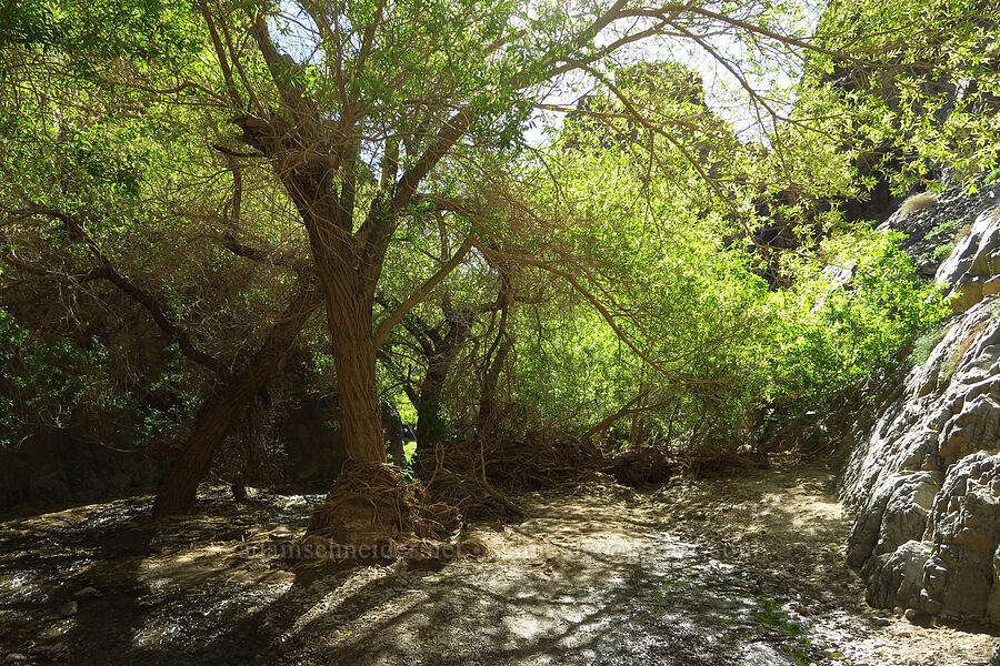 trees in a desert canyon [Darwin Falls Trail, Death Valley National Park, Inyo County, California]