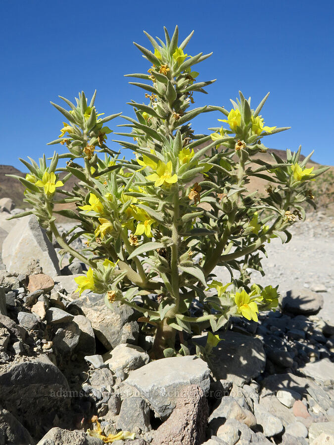 golden desert snapdragon (Mohavea breviflora) [Old Toll Road, Death Valley National Park, Inyo County, California]