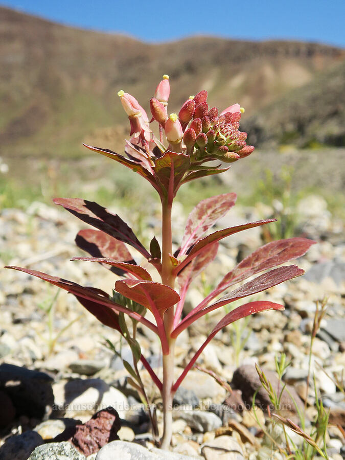 Booth's evening-primrose, budding (Eremothera boothii (Camissonia boothii)) [Darwin Wash, Death Valley National Park, Inyo County, California]