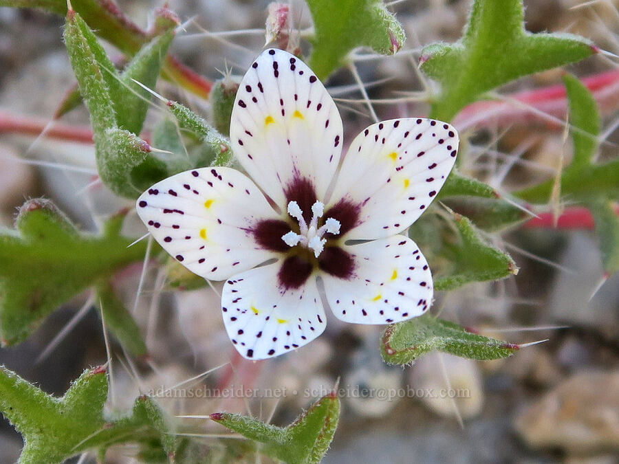 spotted langloisia (Langloisia setosissima ssp. punctata (Langloisia punctata)) [Darwin Wash, Death Valley National Park, Inyo County, California]