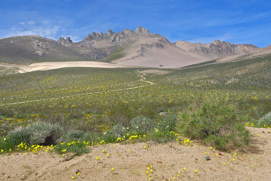 Five Fingers & wildflowers [Short Canyon Road, Kern County, California]