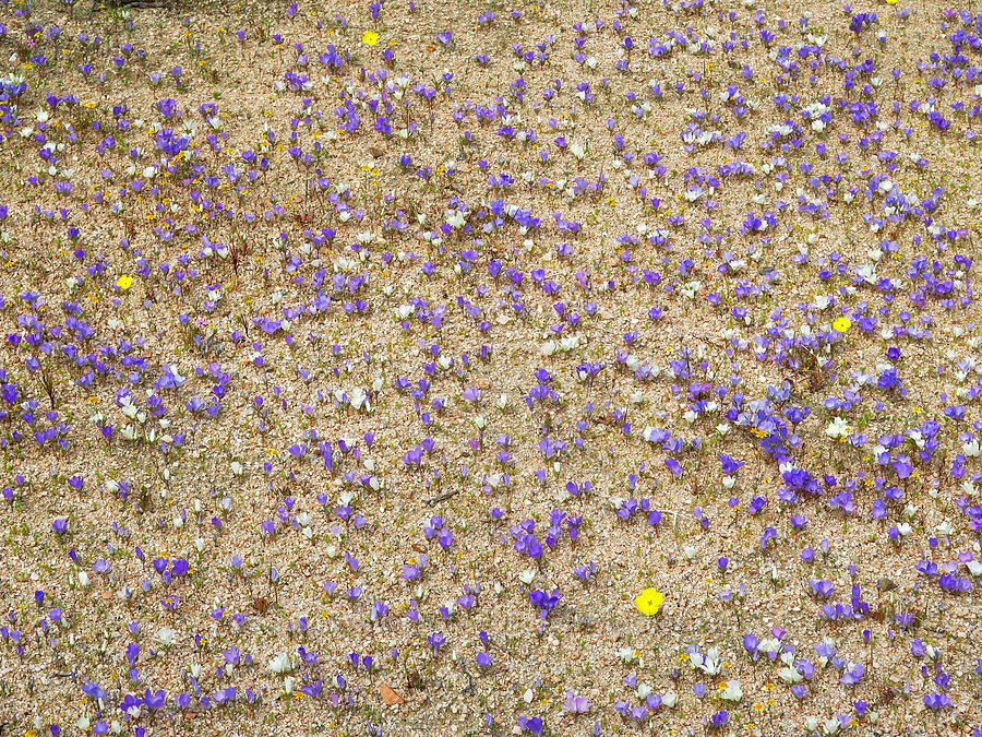 purple & white sand-blossoms (Linanthus parryae) [BLM Road SE125, Kern County, California]