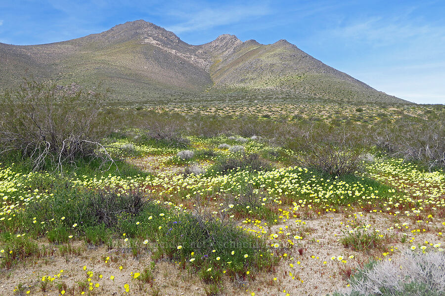 wildflowers (Malacothrix glabrata, Chylismia claviformis (Camissonia claviformis), Phacelia sp.) [BLM Road SE125, Kern County, California]