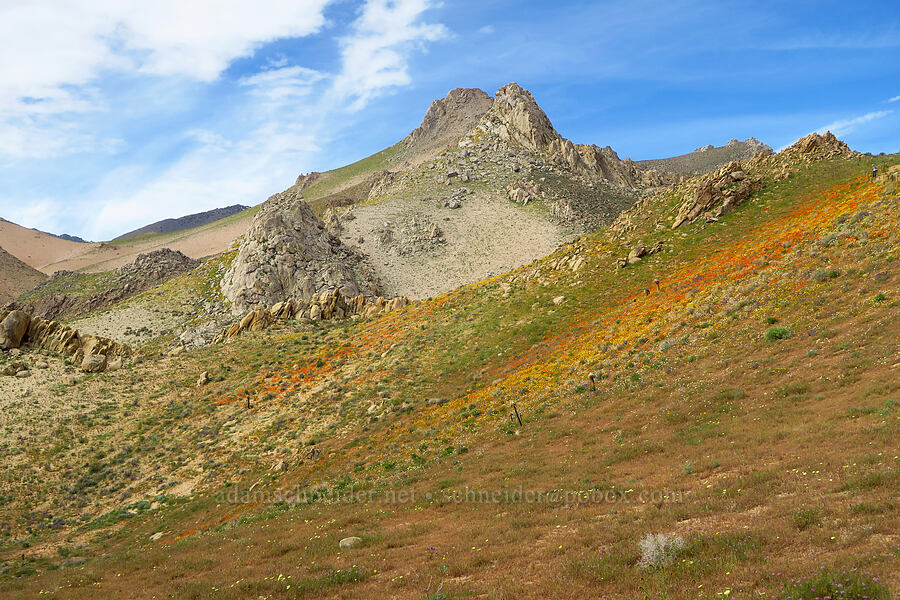 wildflower-covered hills [Short Canyon Trailhead, Kern County, California]