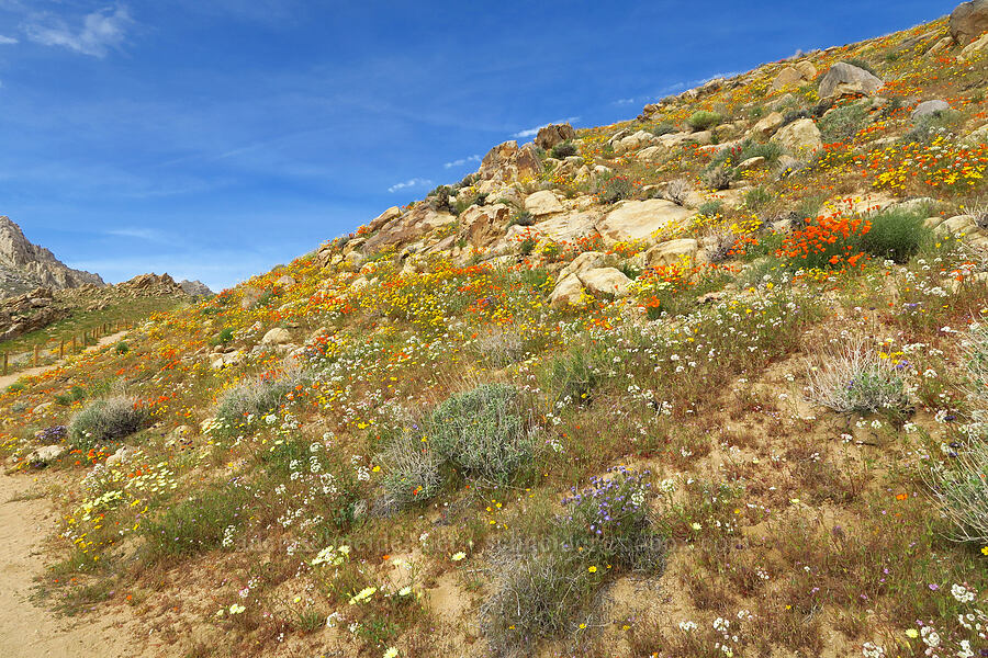 wildflowers (Malacothrix glabrata, Leptosyne bigelovii (Coreopsis bigelovii), Phacelia sp., Eschscholzia californica, Gilia sp., Salvia dorrii, Chylismia claviformis (Camissonia claviformis)) [Short Canyon, Kern County, California]