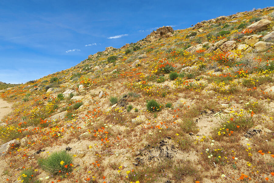 wildflowers (Malacothrix glabrata, Leptosyne bigelovii (Coreopsis bigelovii), Phacelia sp., Eschscholzia californica, Gilia sp., Chylismia claviformis (Camissonia claviformis)) [Short Canyon, Kern County, California]