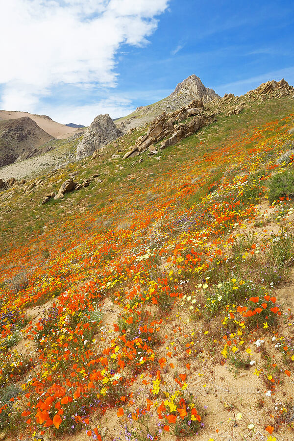 wildflowers (Eschscholzia californica, Leptosyne bigelovii (Coreopsis bigelovii), Anisocoma acaulis, Chaenactis sp., Gilia sp.) [Short Canyon, Kern County, California]
