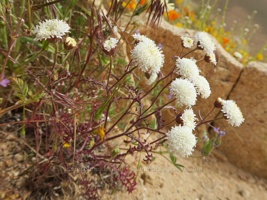 desert pincushion (Chaenactis stevioides) [Short Canyon, Kern County, California]