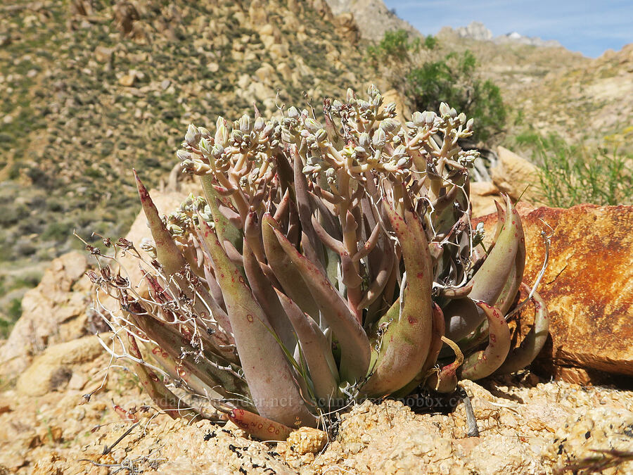 live-forever, budding (Dudleya sp.) [Short Canyon, Kern County, California]