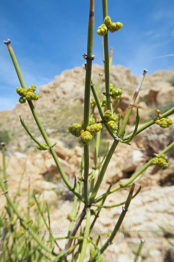 ephedra (which?) (Ephedra sp.) [Short Canyon, Kern County, California]