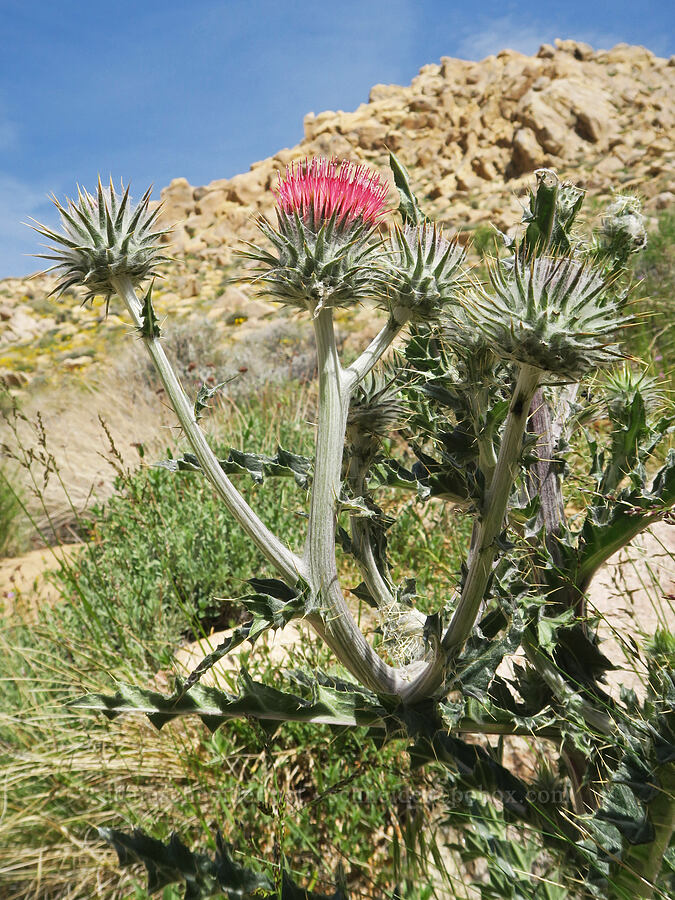cobwebby thistle (Cirsium occidentale) [Short Canyon, Kern County, California]