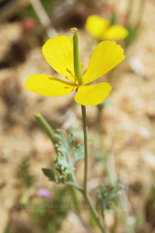 small poppy (Eschscholzia sp.) [Short Canyon, Kern County, California]