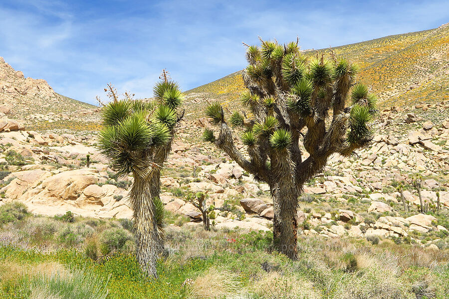 Joshua trees (Yucca brevifolia) [Short Canyon, Kern County, California]