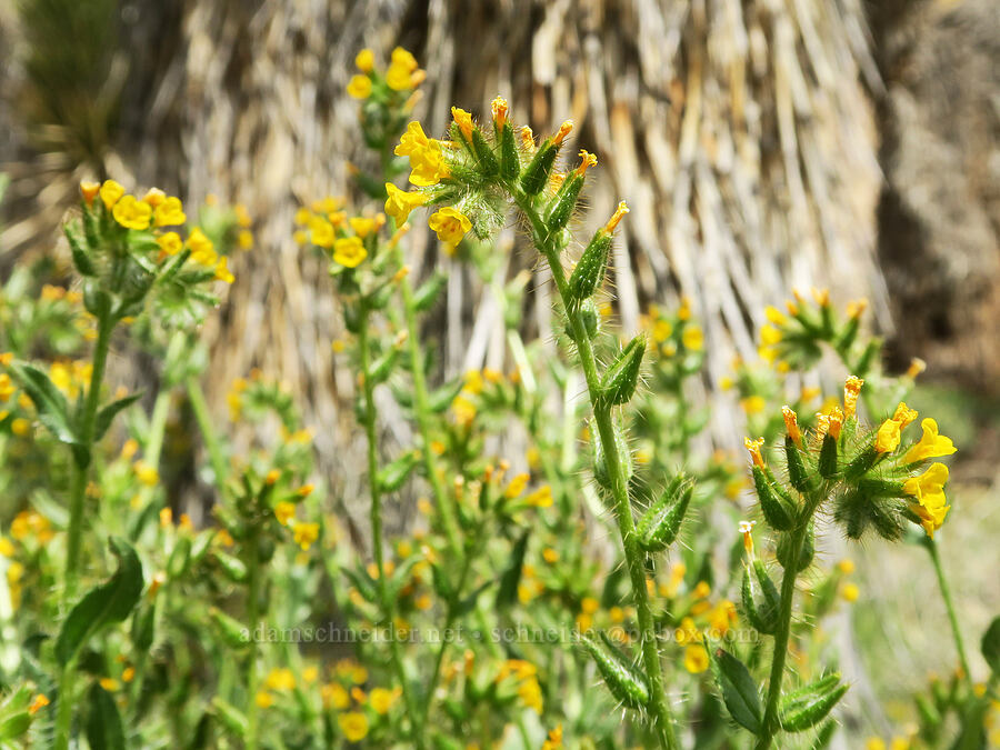 bristly fiddleneck (Amsinckia tessellata) [Short Canyon, Kern County, California]