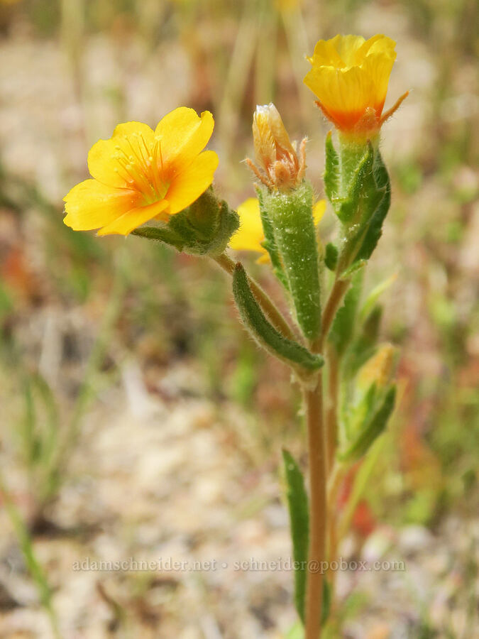 Veatch's blazing-star (?) (Mentzelia veatchiana) [Short Canyon, Kern County, California]