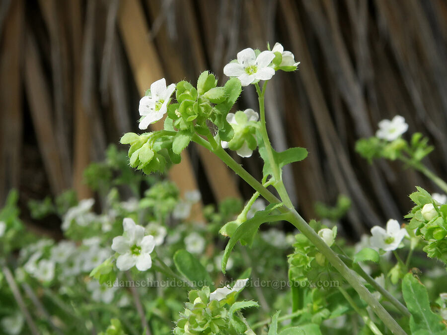 white fiesta-flower (Pholistoma membranaceum) [Short Canyon, Kern County, California]