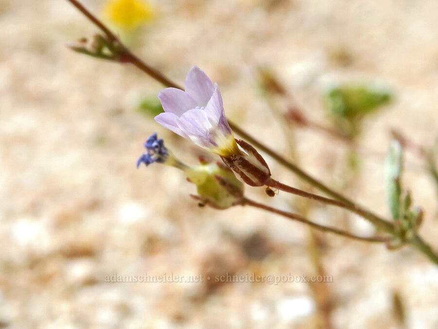 Clokey's gilia (Gilia clokeyi) [Short Canyon, Kern County, California]