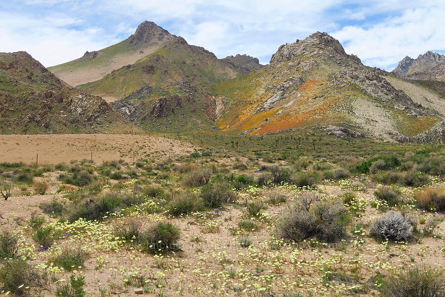 peaks above Short Canyon [BLM Road SE143, Kern County, California]