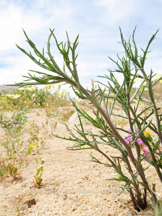 Mojave hole-in-the-sand plant (Nicolletia occidentalis) [BLM Road SE143, Kern County, California]