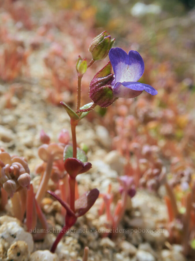 desert blue-eyed-Mary (Collinsia callosa) [Grapevine Canyon, Kern County, California]