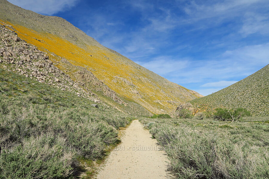 wildflower-covered hills [Sand Canyon, Kern County, California]