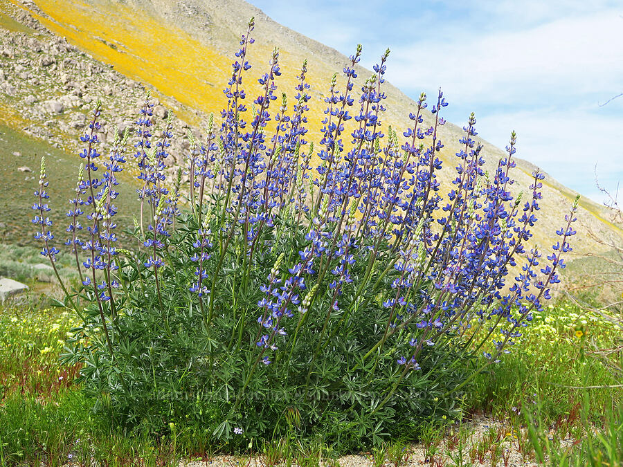 big lupine (which?) (Lupinus sp.) [Sand Canyon, Kern County, California]