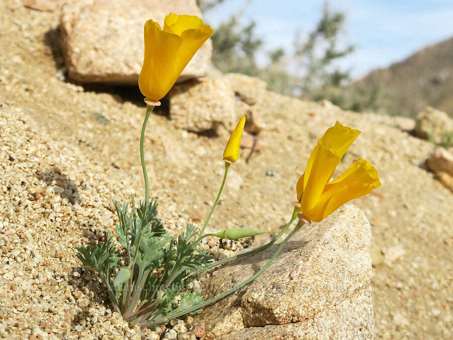 short California poppies (Eschscholzia californica) [Sand Canyon, Kern County, California]