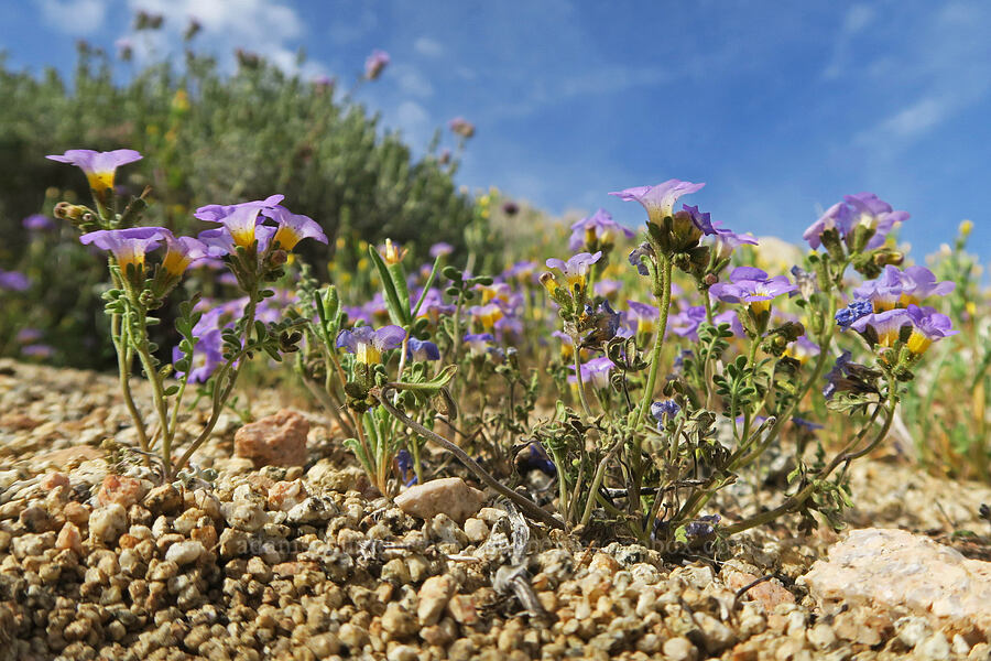 Fremont's phacelia (Phacelia fremontii) [Sand Canyon, Kern County, California]