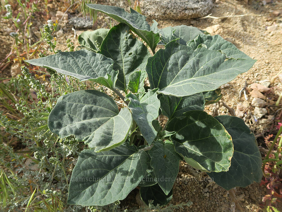 jimsonweed leaves (Datura wrightii) [Sand Canyon, Kern County, California]