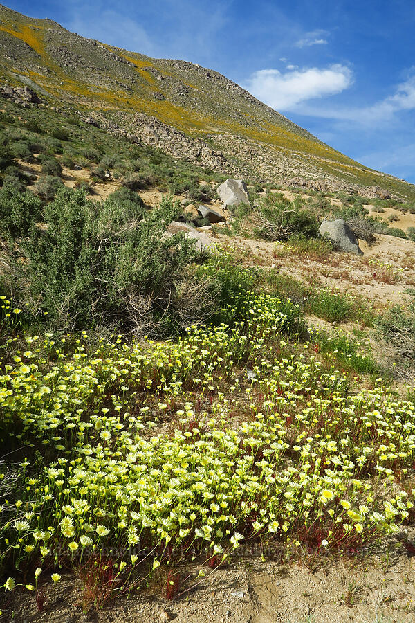desert-dandelions (Malacothrix glabrata) [Sand Canyon Road, Kern County, California]