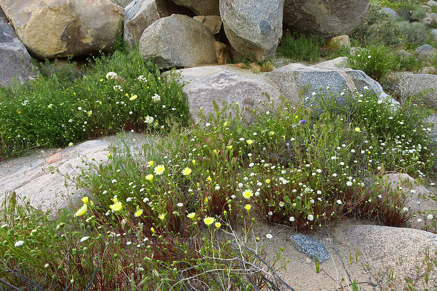 wildflowers (Malacothrix glabrata, Chaenactis sp., Phacelia sp., Chylismia claviformis (Camissonia claviformis)) [BLM Road SE115, Kern County, California]