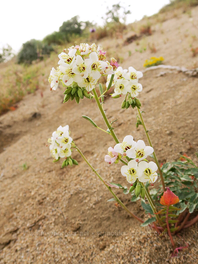 white brown-eyed evening-primrose (Chylismia claviformis (Camissonia claviformis)) [BLM Road LA1, Inyo County, California]