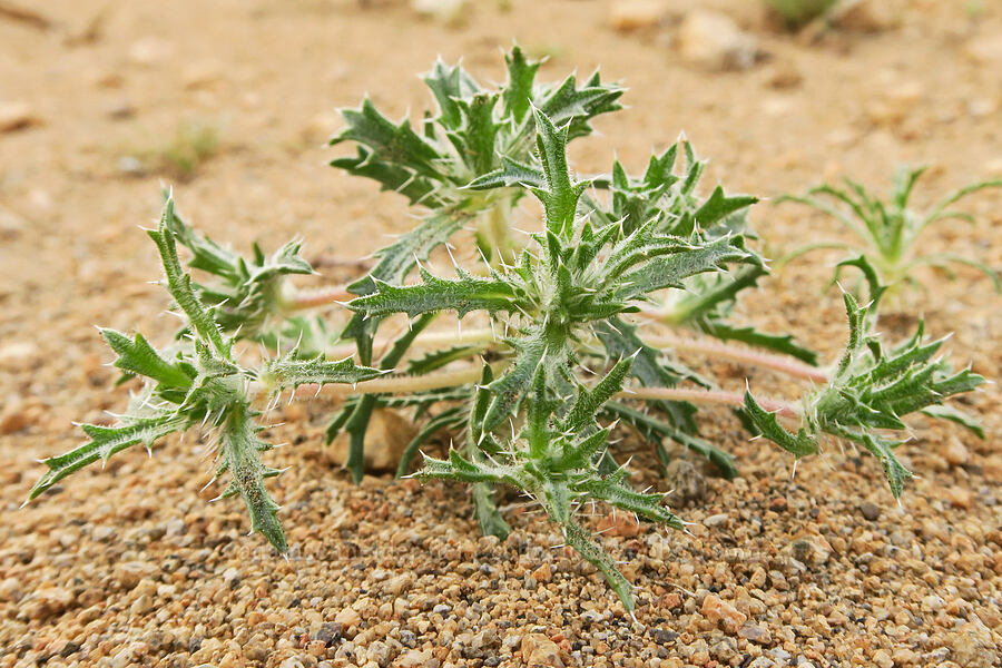 desert calico leaves (Loeseliastrum matthewsii) [BLM Road LA1, Inyo County, California]