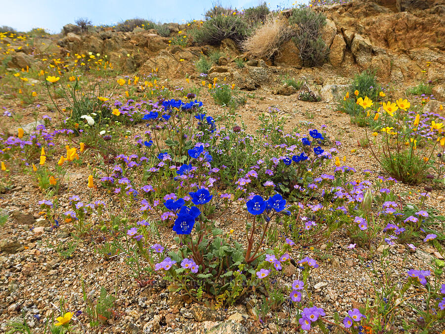 wildflowers (Phacelia nashiana, Phacelia fremontii, Eschscholzia californica, Leptosyne bigelovii (Coreopsis bigelovii), Chaenactis sp., Salvia dorrii, Cryptantha sp.) [Nine Mile Canyon Road, Inyo County, California]