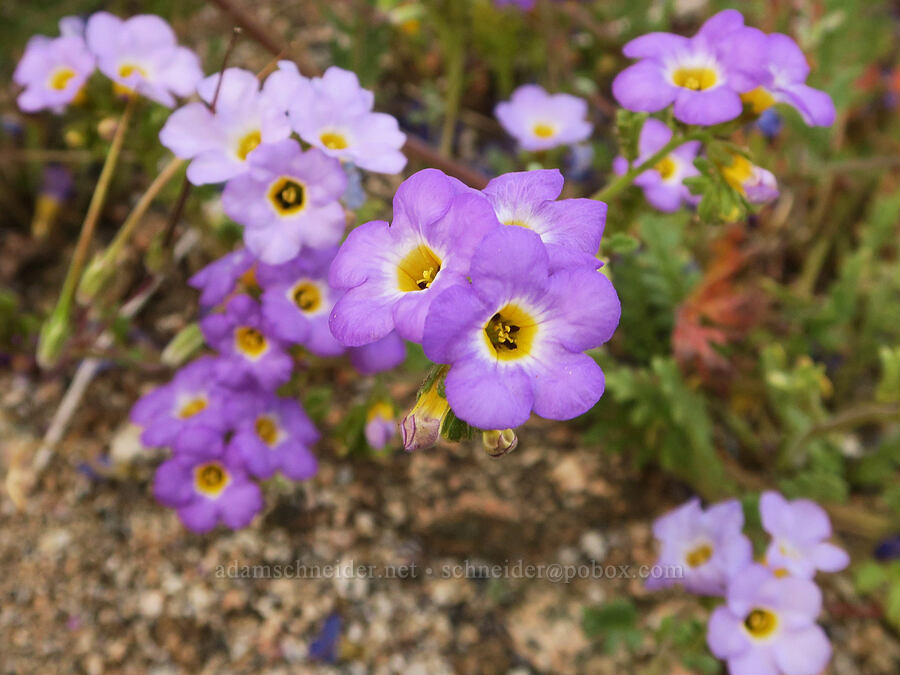 Fremont's phacelia (Phacelia fremontii) [Nine Mile Canyon Road, Inyo County, California]