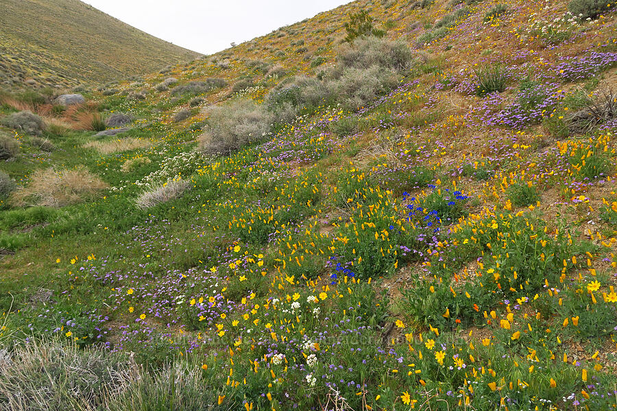 wildflowers (Eschscholzia californica, Leptosyne bigelovii (Coreopsis bigelovii), Phacelia nashiana, Phacelia fremontii, Chylismia claviformis (Camissonia claviformis)) [Nine Mile Canyon Road, Inyo County, California]