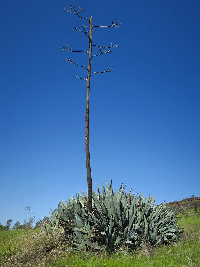 American agave (Agave americana) [Upper Bidwell Park, Chico, Butte County, California]