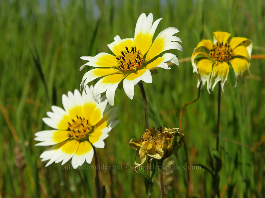 Fremont's tidy-tips (Layia fremontii) [Upper Bidwell Park, Chico, Butte County, California]