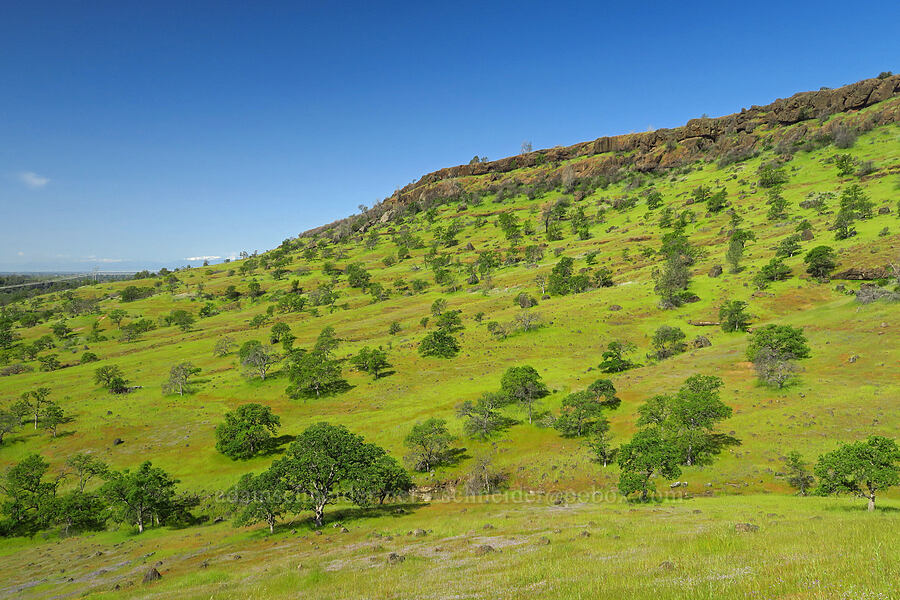 north side of Chico Canyon [Upper Bidwell Park, Chico, Butte County, California]