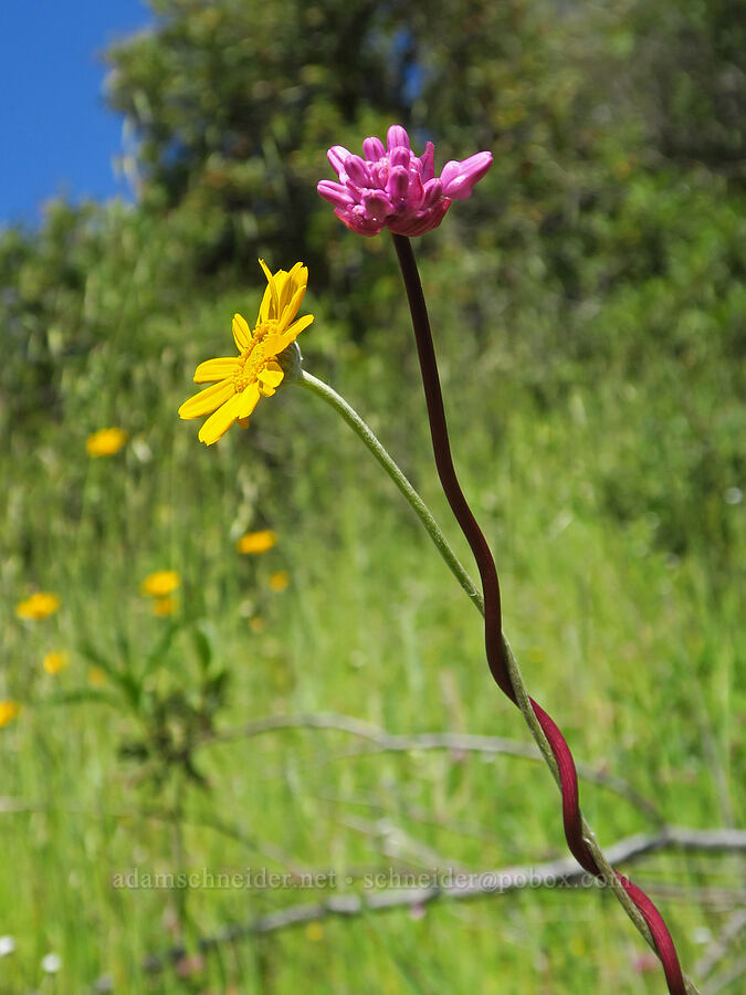twining snake-lily & woolly sunflower (Dichelostemma volubile (Brodiaea volubilis), Eriophyllum lanatum var. grandiflorum) [Upper Bidwell Park, Chico, Butte County, California]